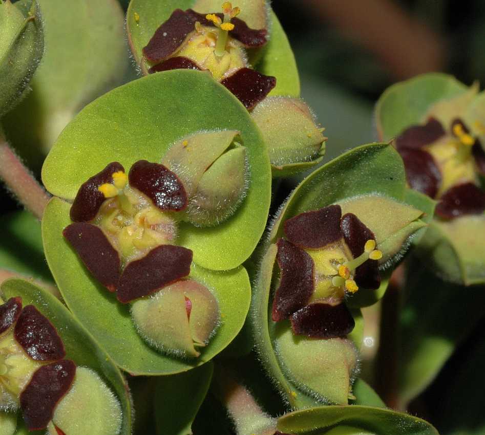 Euphorbiaceae Euphorbia characias