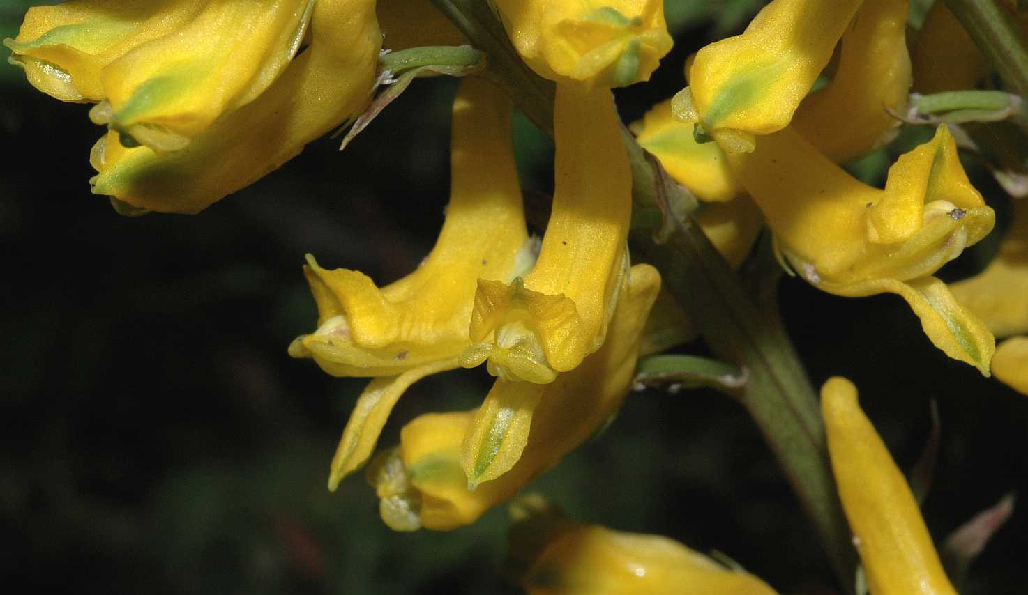 Papaveraceae Corydalis tenuifolia