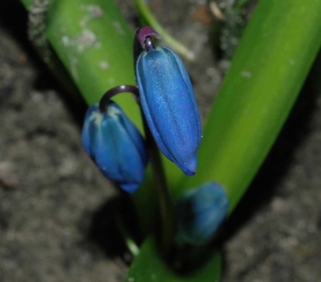 Hyacinthaceae Scilla siberica