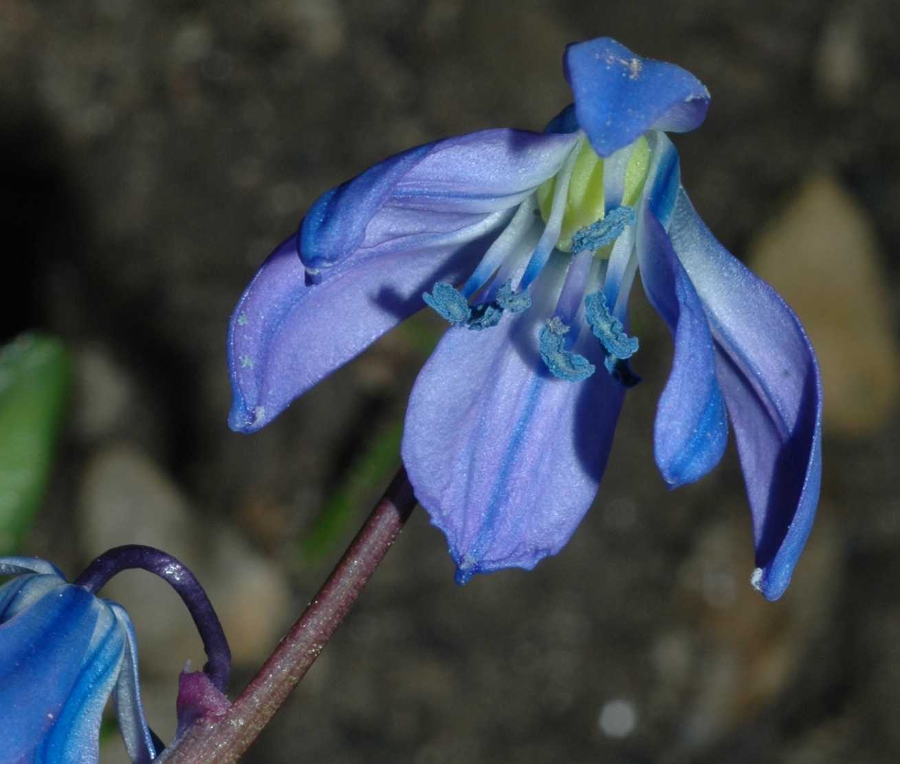 Hyacinthaceae Scilla siberica