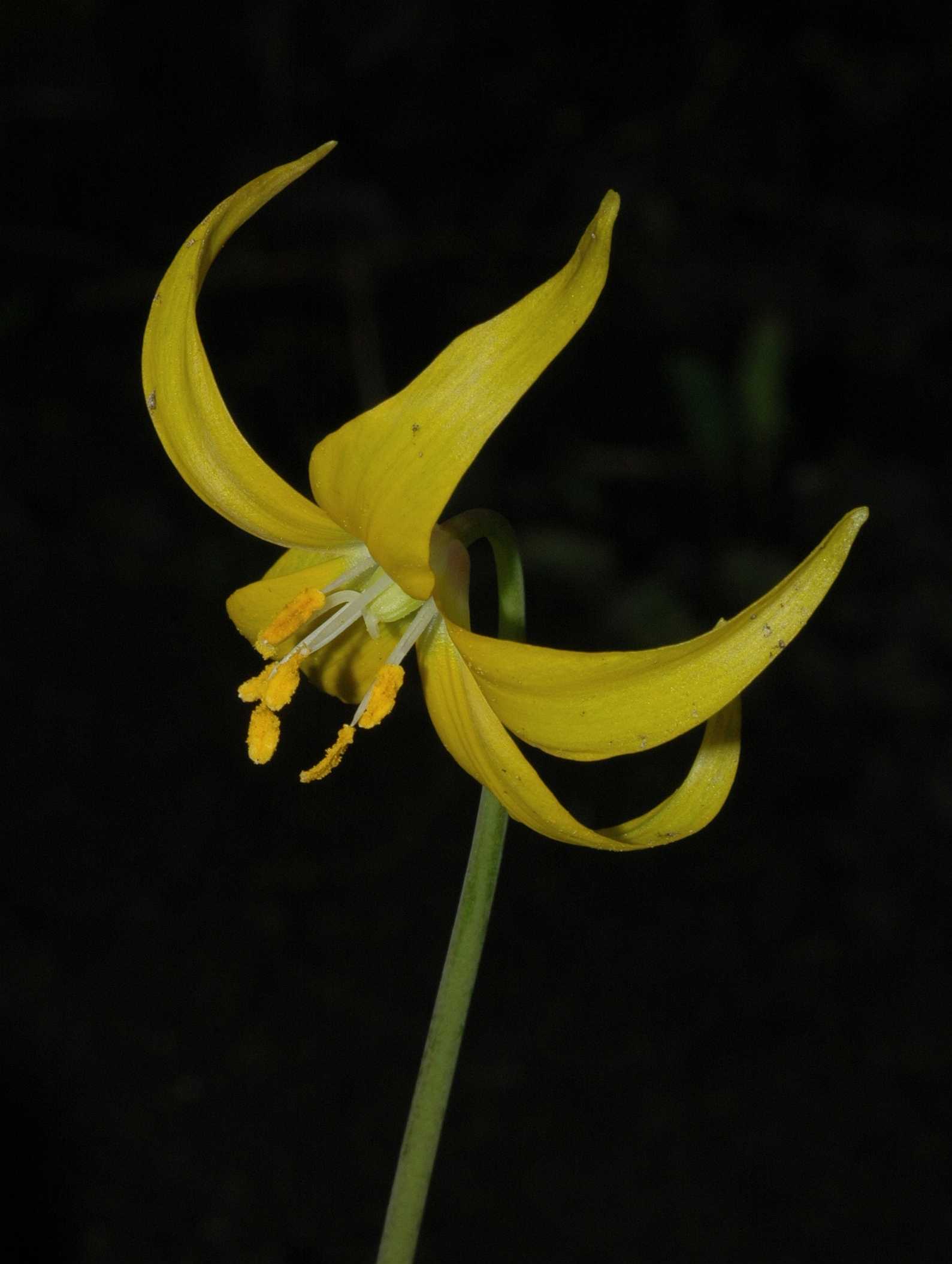 Liliaceae Erythronium tuolumnense