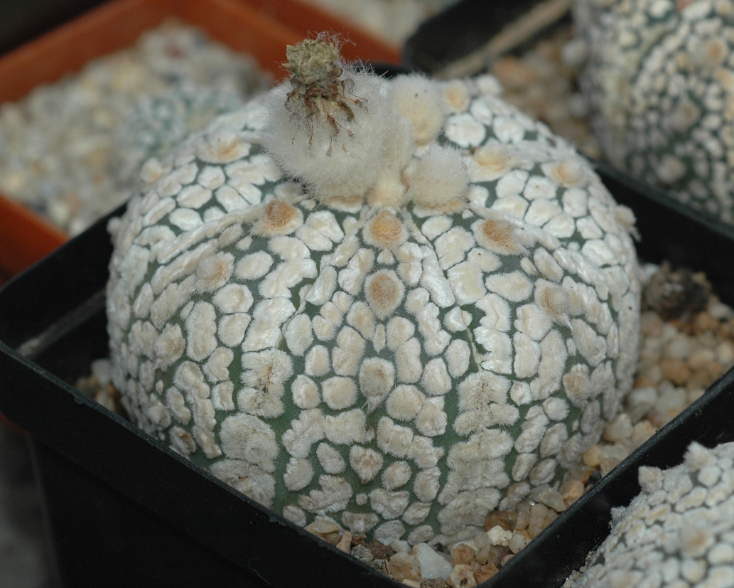 Cactaceae Astrophytum asterias