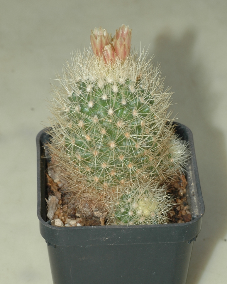 Cactaceae Escobaria roseana