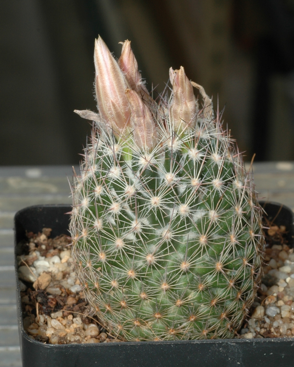 Cactaceae Escobaria tuberculosa