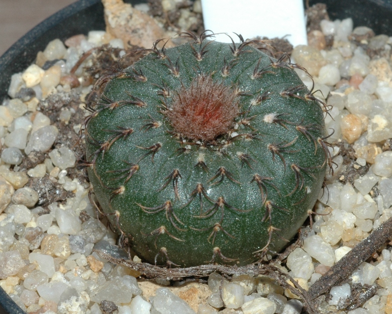 Cactaceae Frailea asteroides