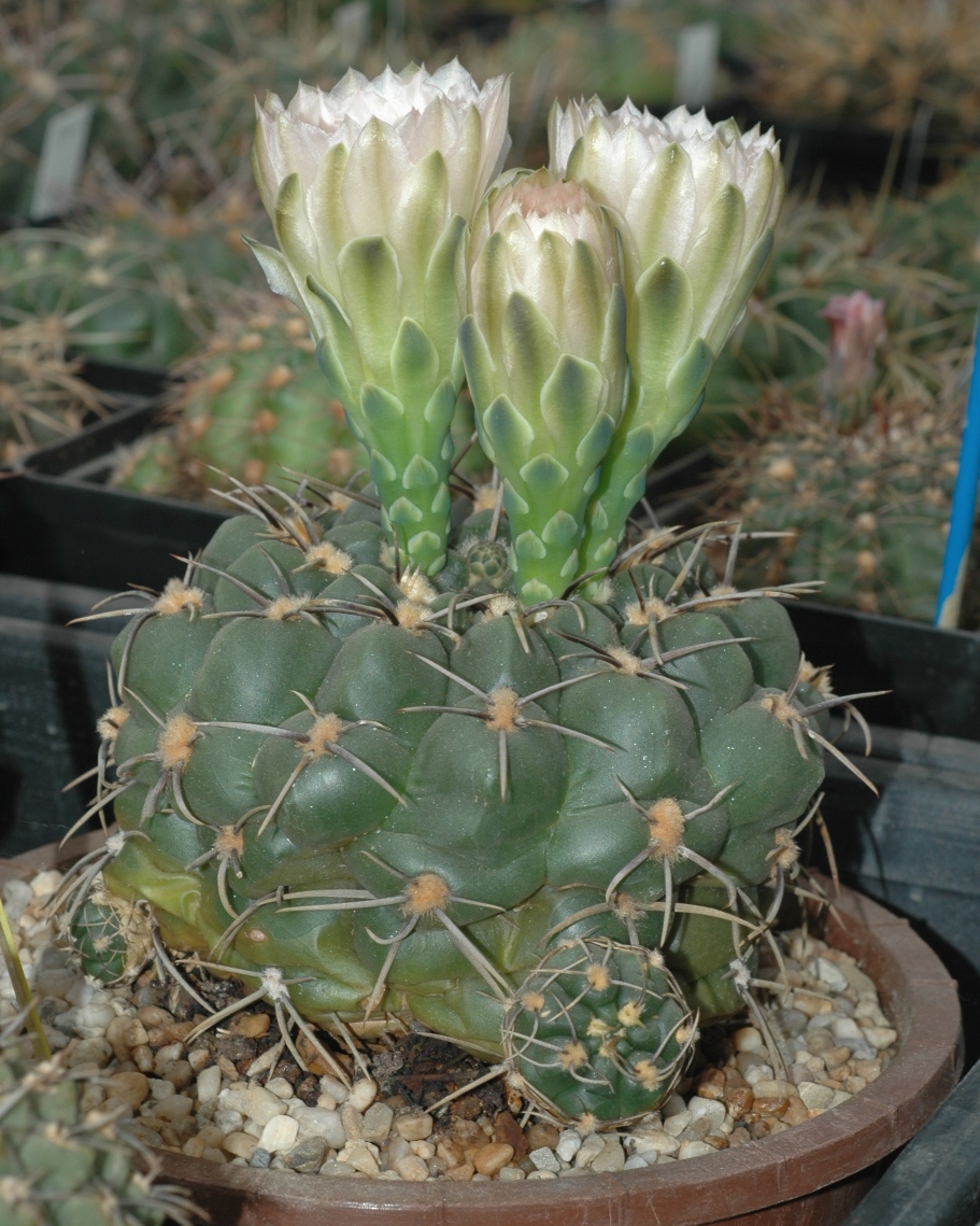 Cactaceae Gymnocalycium 