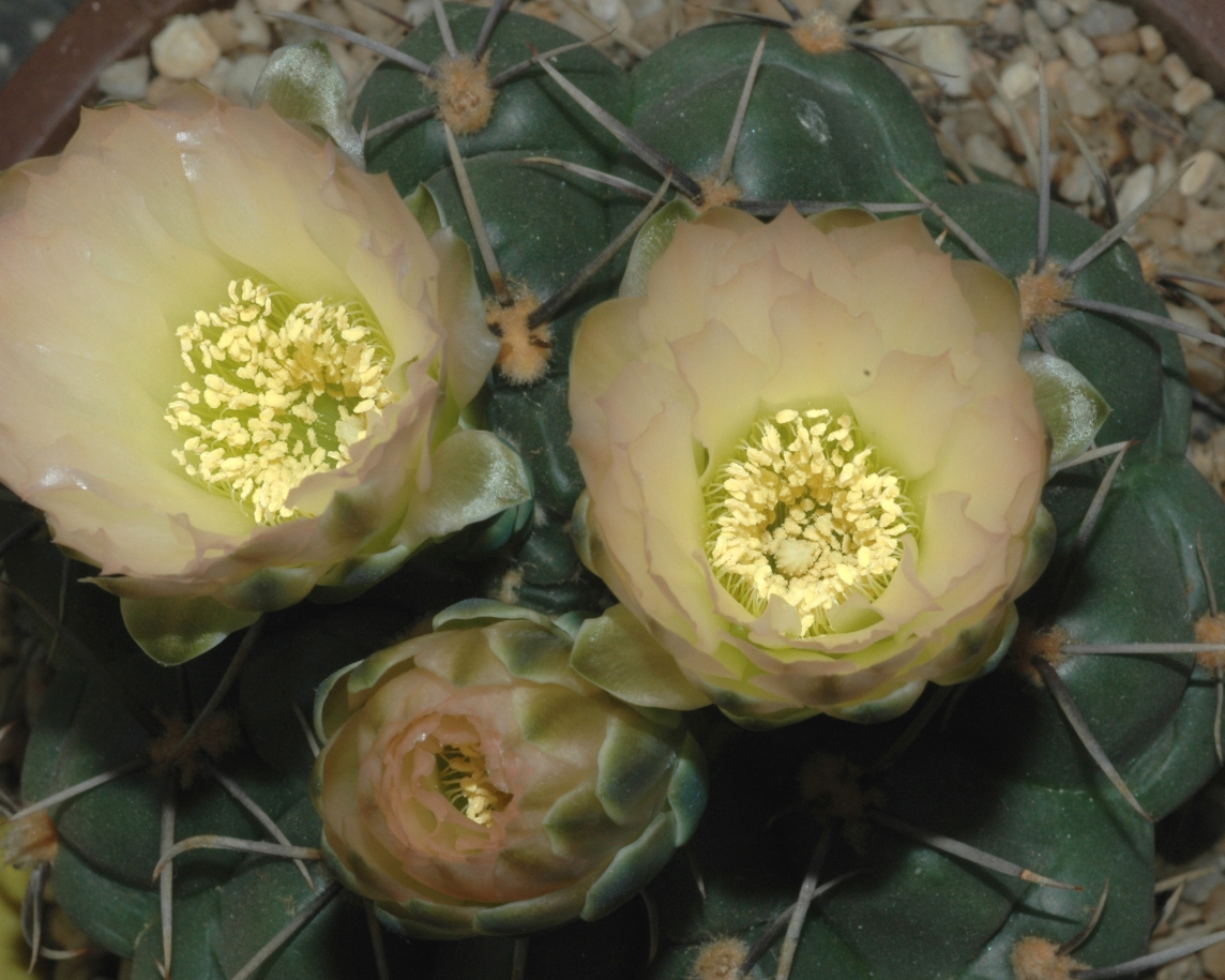 Cactaceae Gymnocalycium 