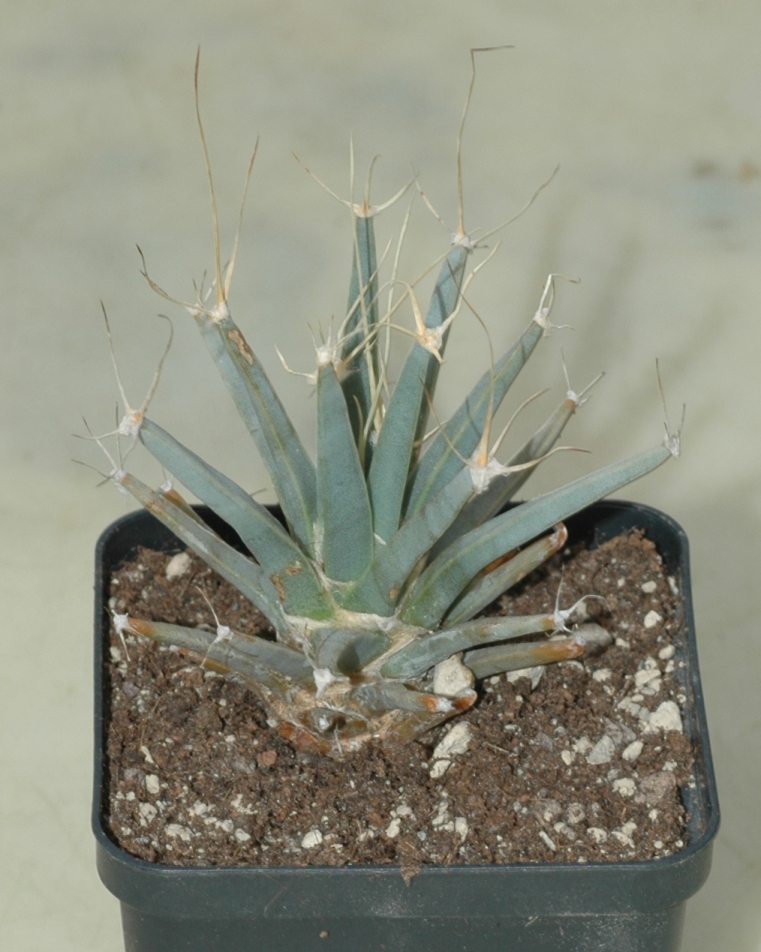 Cactaceae Leuchtenbergia principis