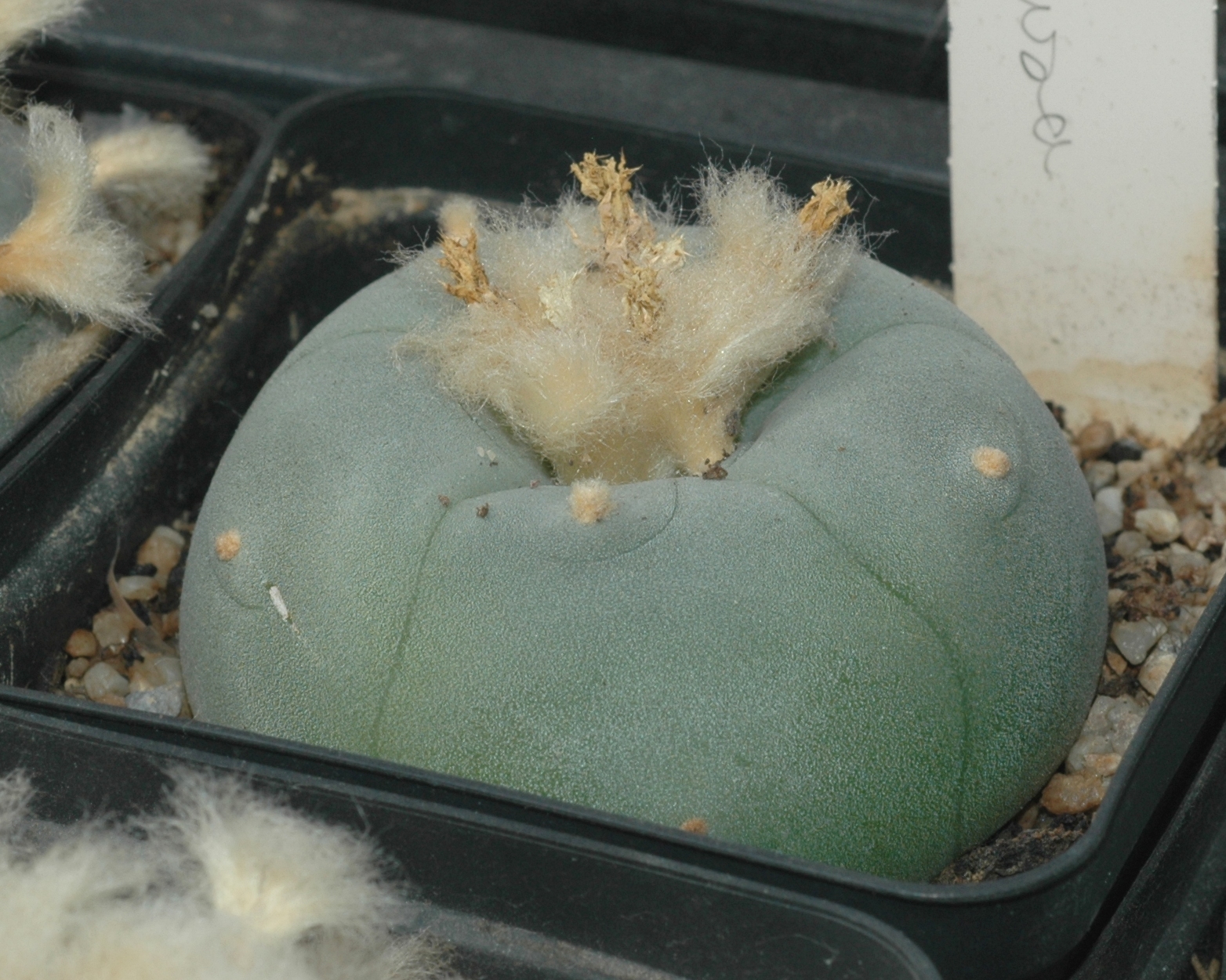 Cactaceae Lophophora difusa