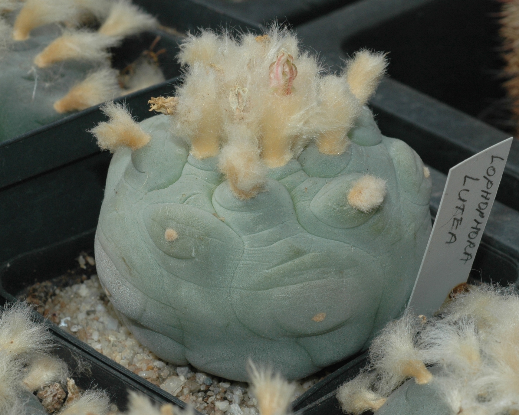 Cactaceae Lophophora lutea