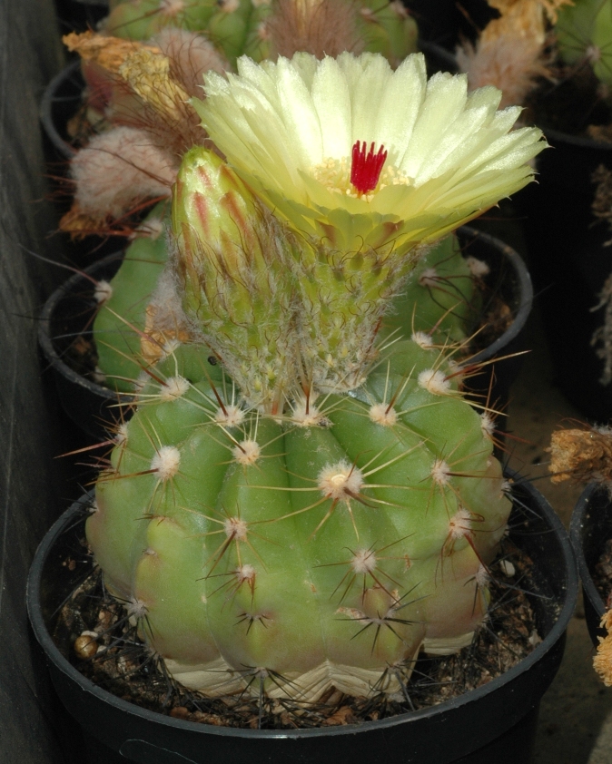 Cactaceae Notocactus laetivirens