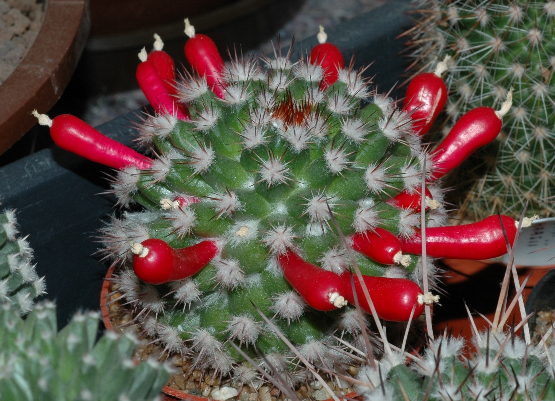 Cactaceae Mammillaria simplex