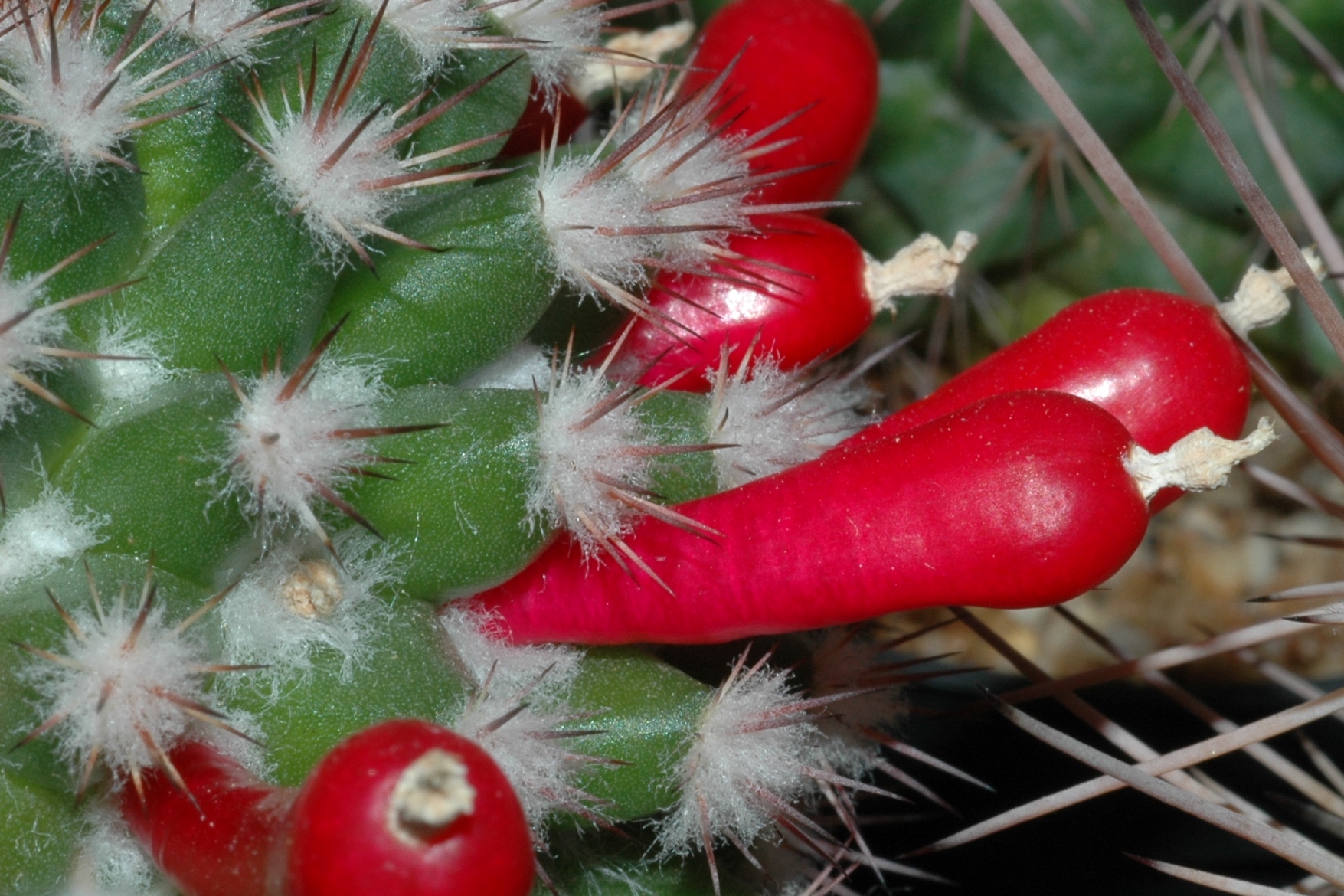 Cactaceae Mammillaria simplex