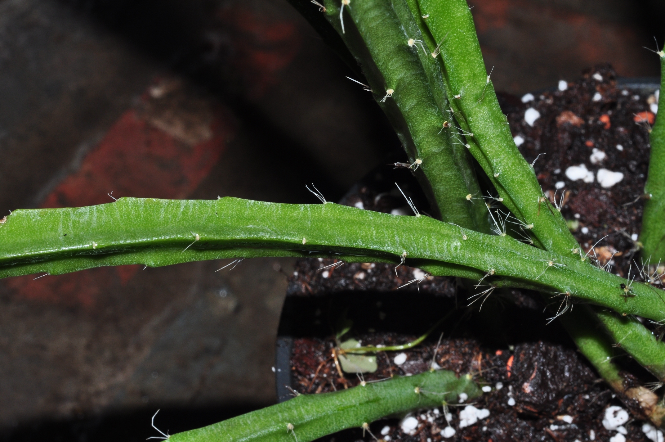 Cactaceae Lepismium paranganiense