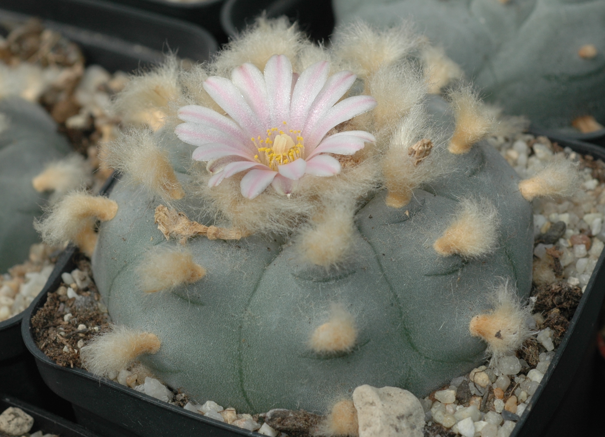 Cactaceae Lophophora williamsii