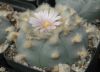 image of Lophophora williamsii