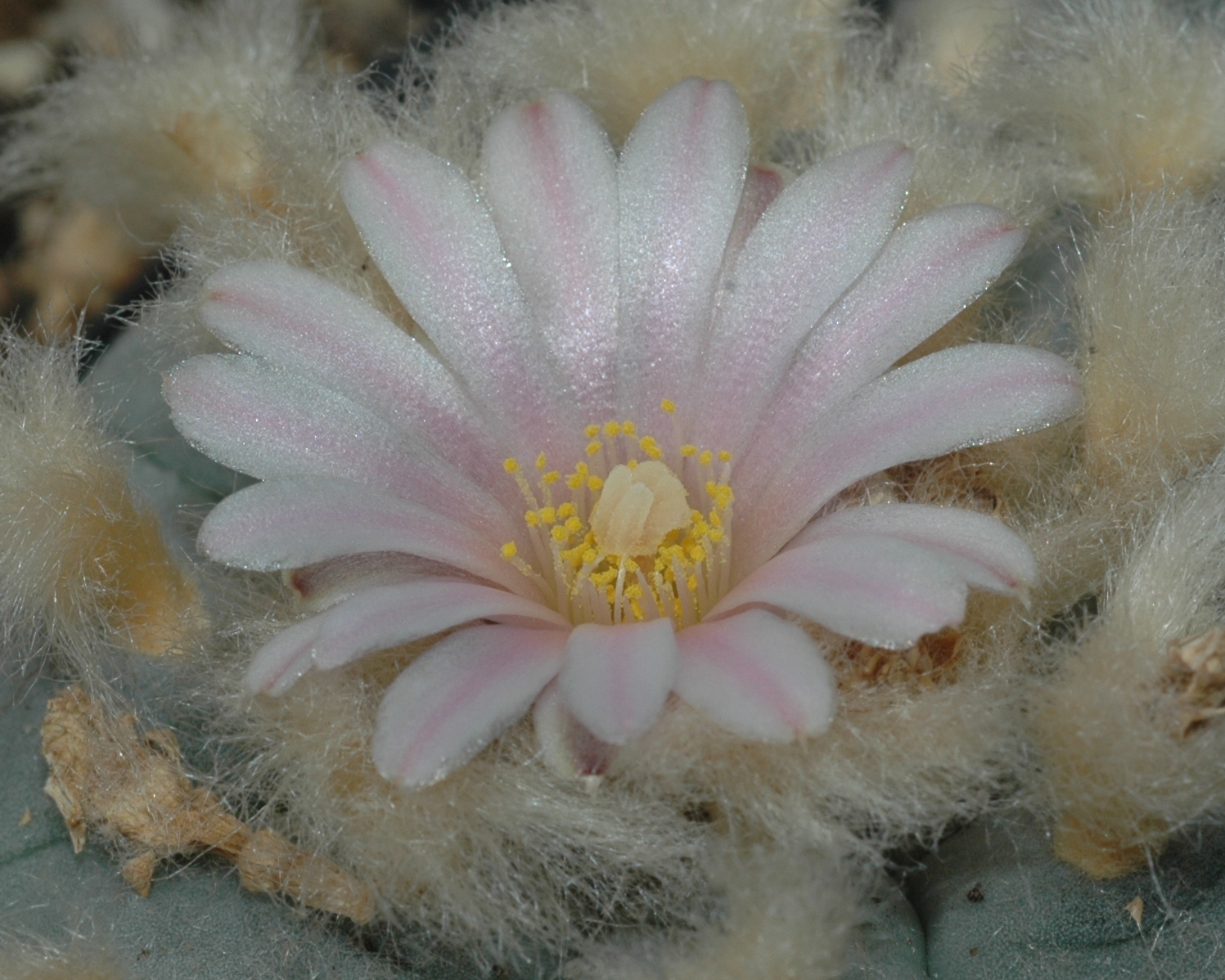 Cactaceae Lophophora williamsii