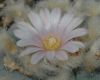 image of Lophophora williamsii