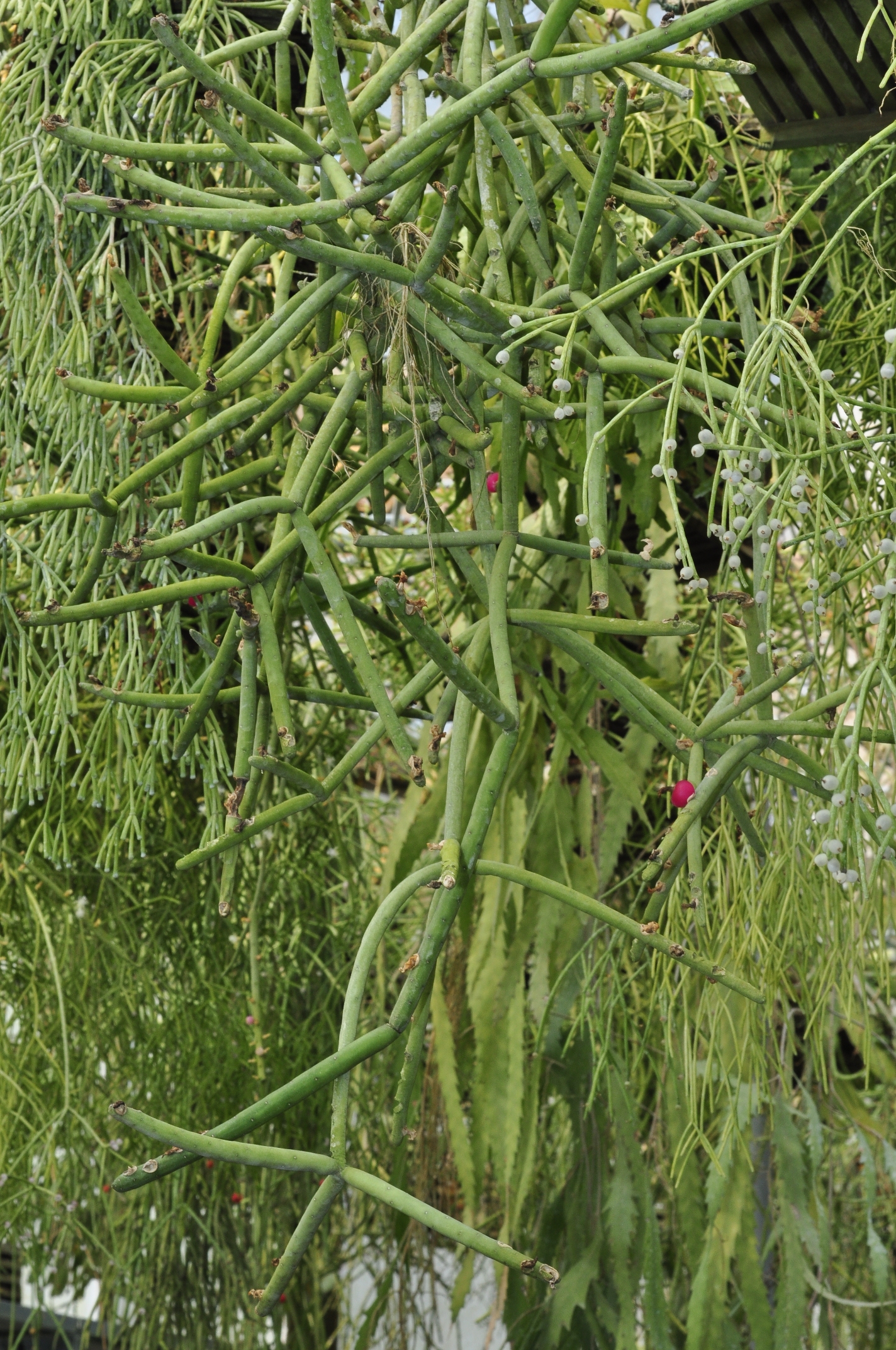 Cactaceae Rhipsalis floccosa