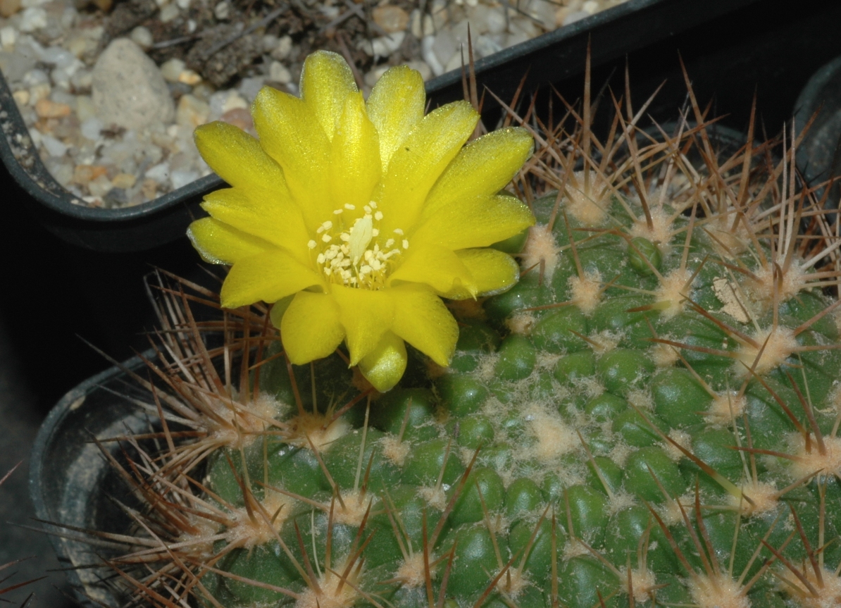 Cactaceae Rebutia neocumingii