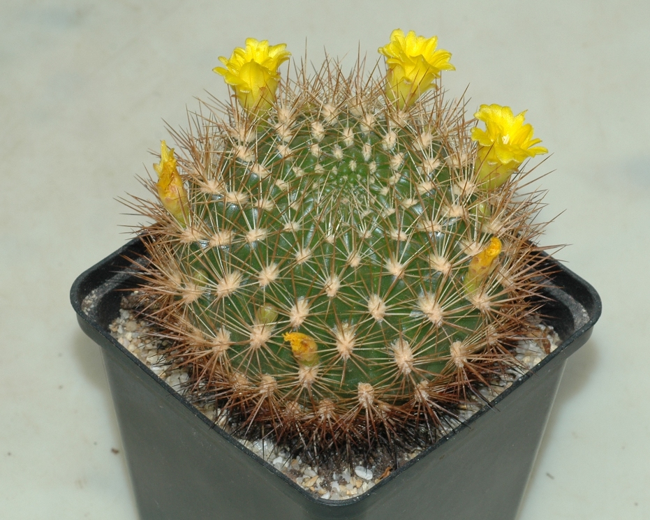 Cactaceae Rebutia neocumingii