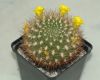 image of Rebutia neocumingii