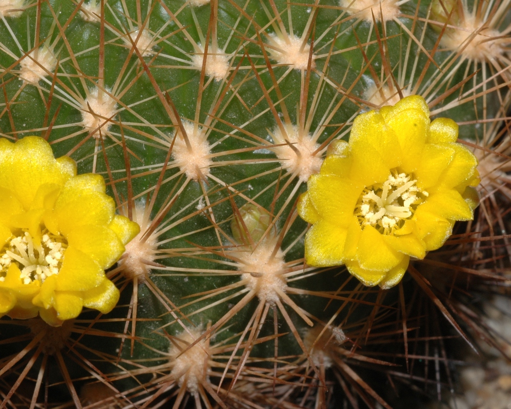 Cactaceae Rebutia neocumingii