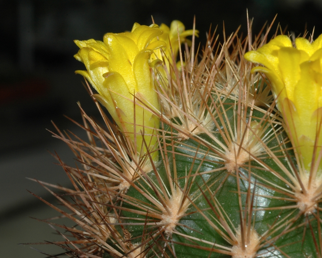 Cactaceae Rebutia neocumingii