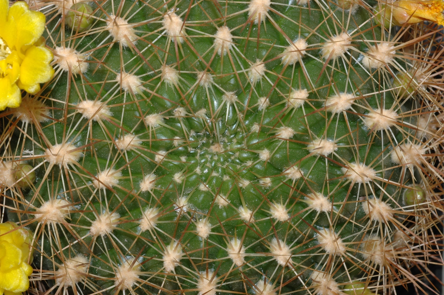 Cactaceae Rebutia neocumingii