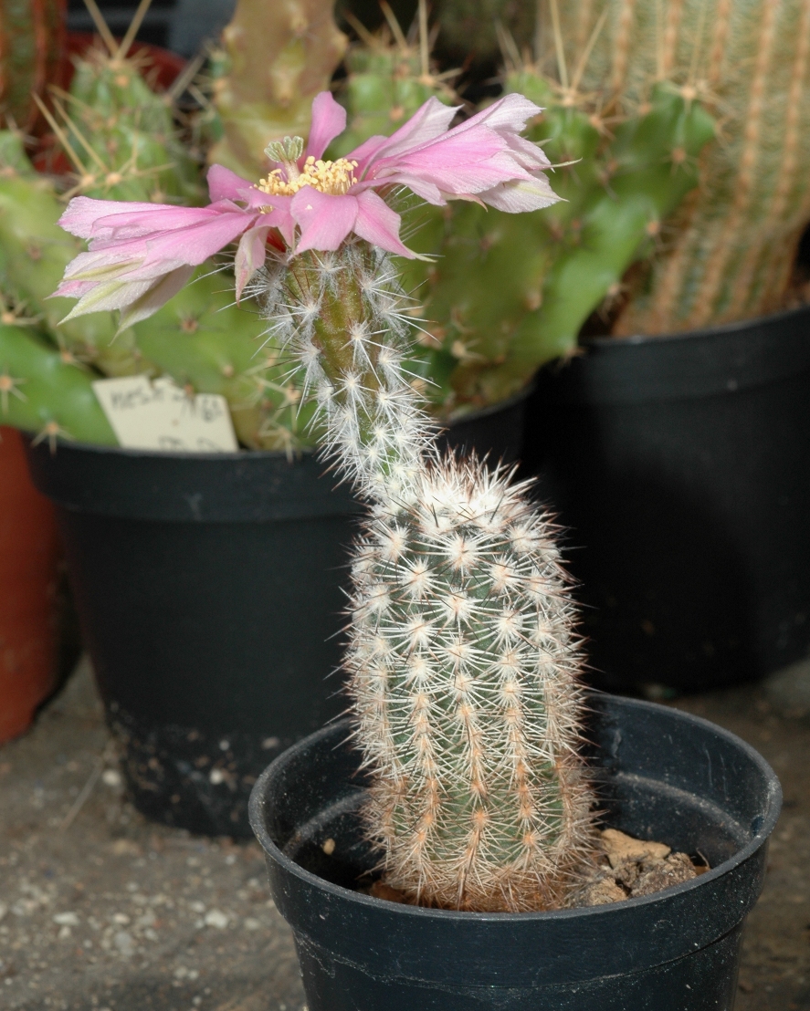 Cactaceae Echinocereus adustus