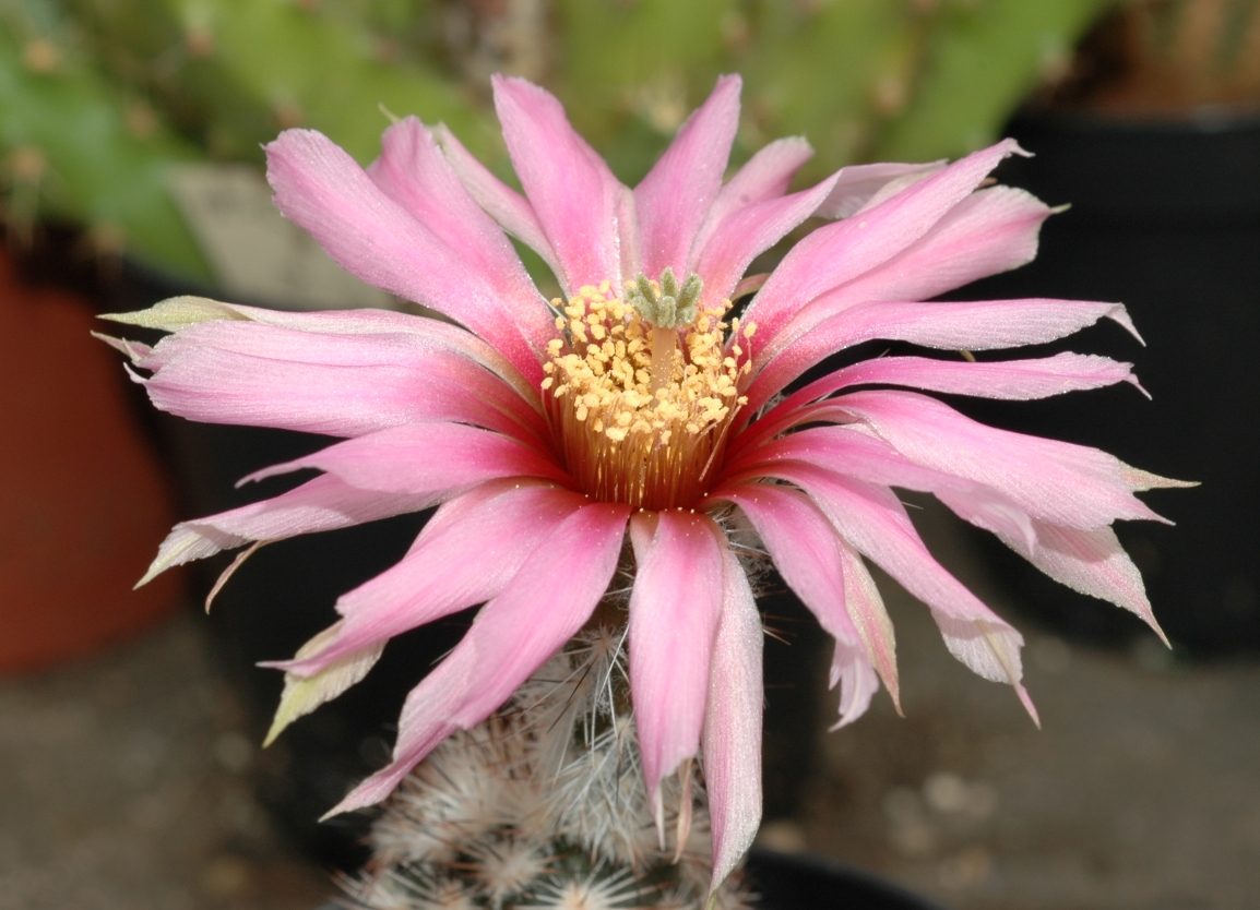 Cactaceae Echinocereus adustus