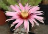 image of Echinocereus adustus