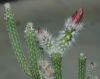 image of Echinocereus poselgeri