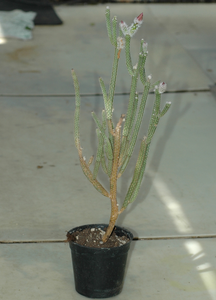 Cactaceae Echinocereus poselgeri