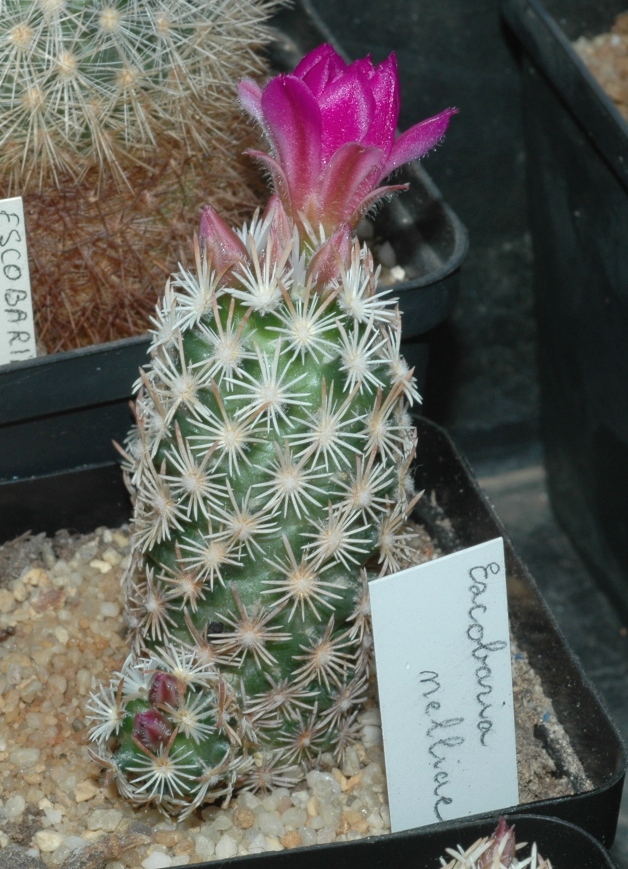 Cactaceae Escobaria nellieae