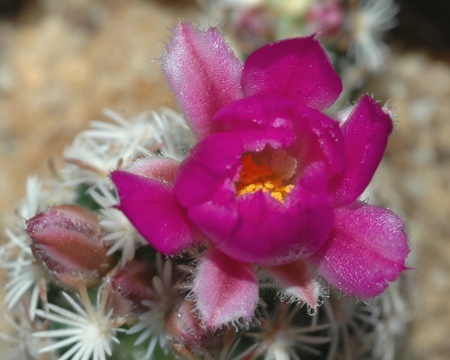 Cactaceae Escobaria nellieae