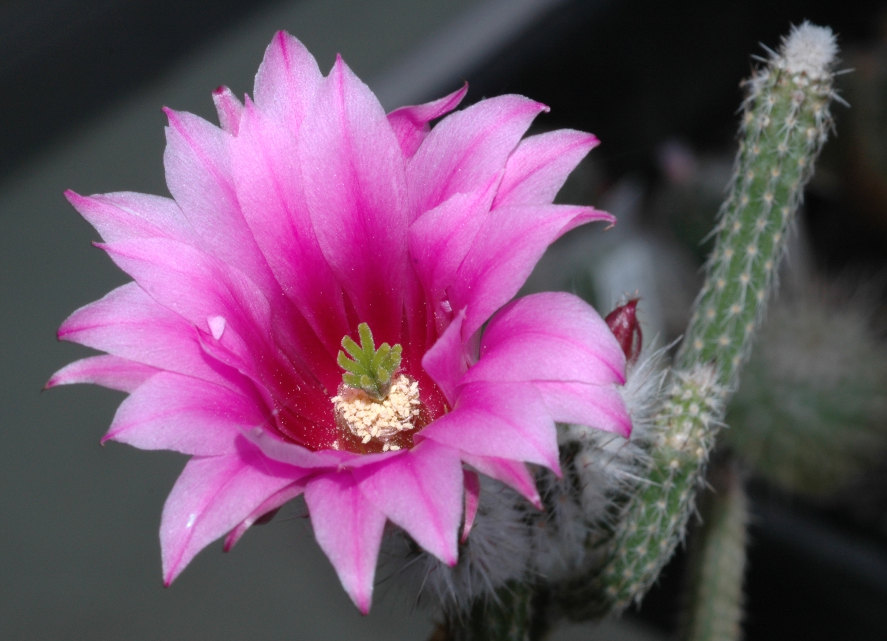 Cactaceae Echinocereus poselgeri