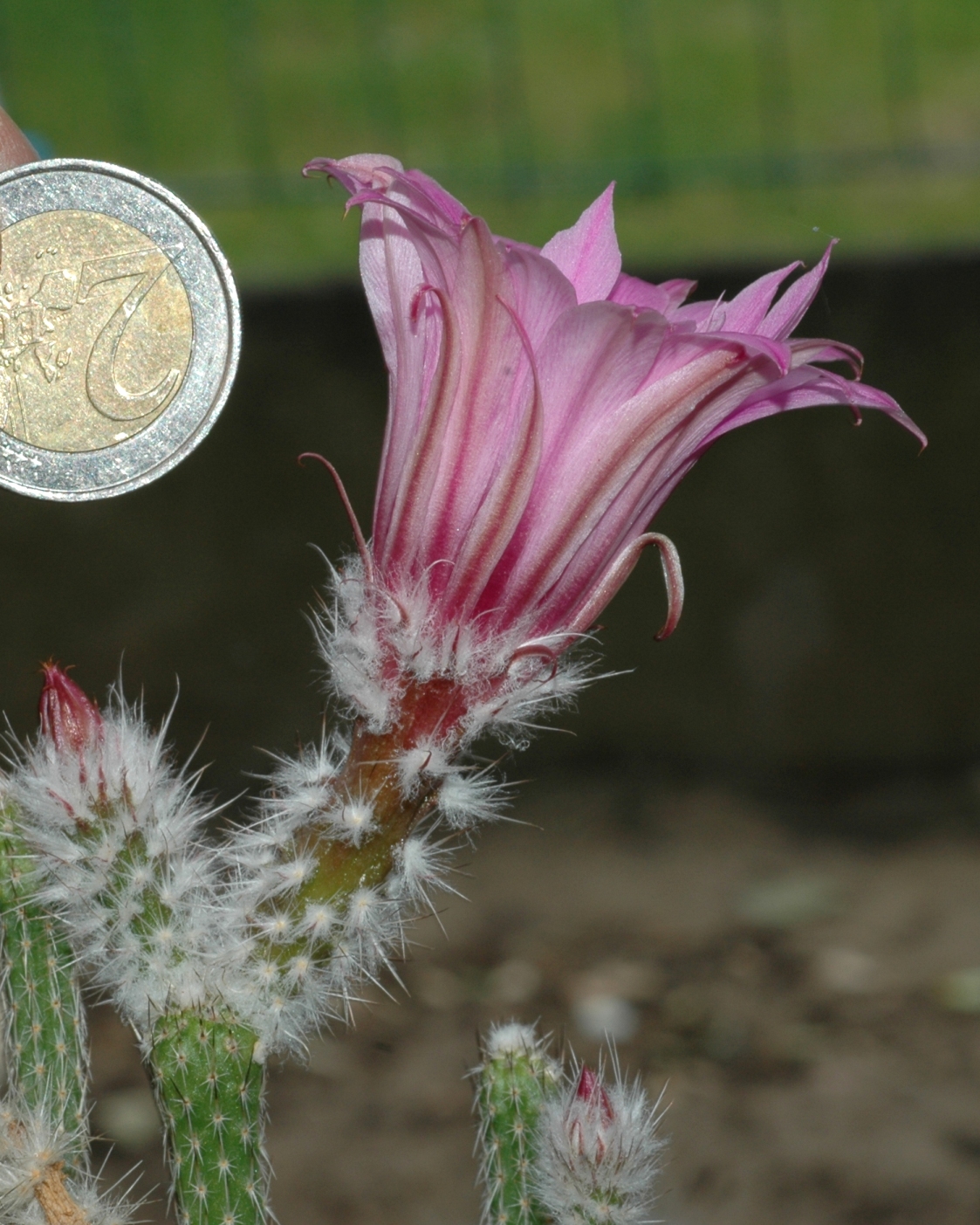 Cactaceae Echinocereus poselgeri