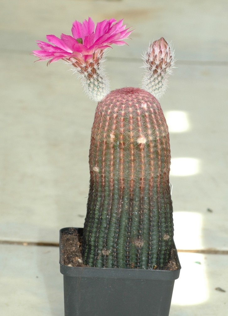 Cactaceae Echinocereus rigidispinus