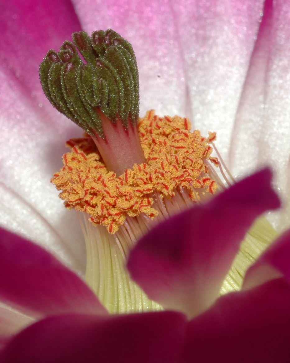 Cactaceae Echinocereus rigidispinus