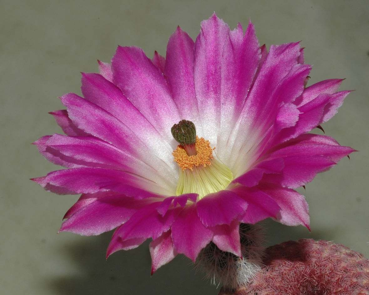 Cactaceae Echinocereus rigidispinus