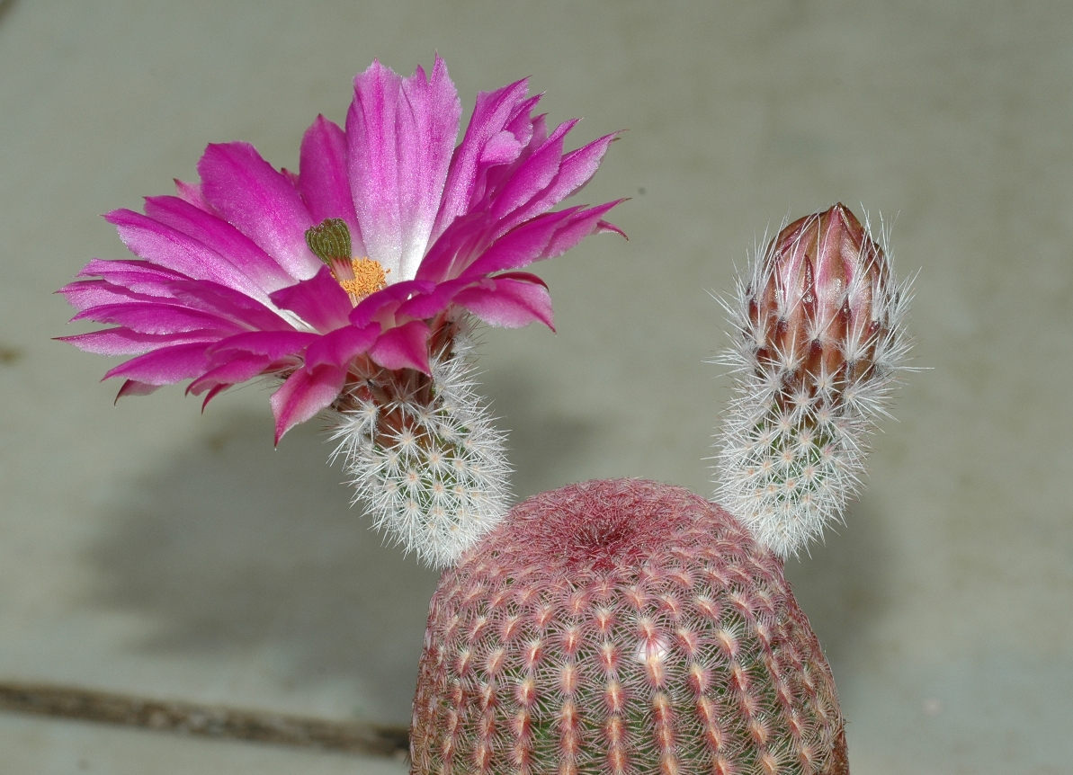 Cactaceae Echinocereus rigidispinus