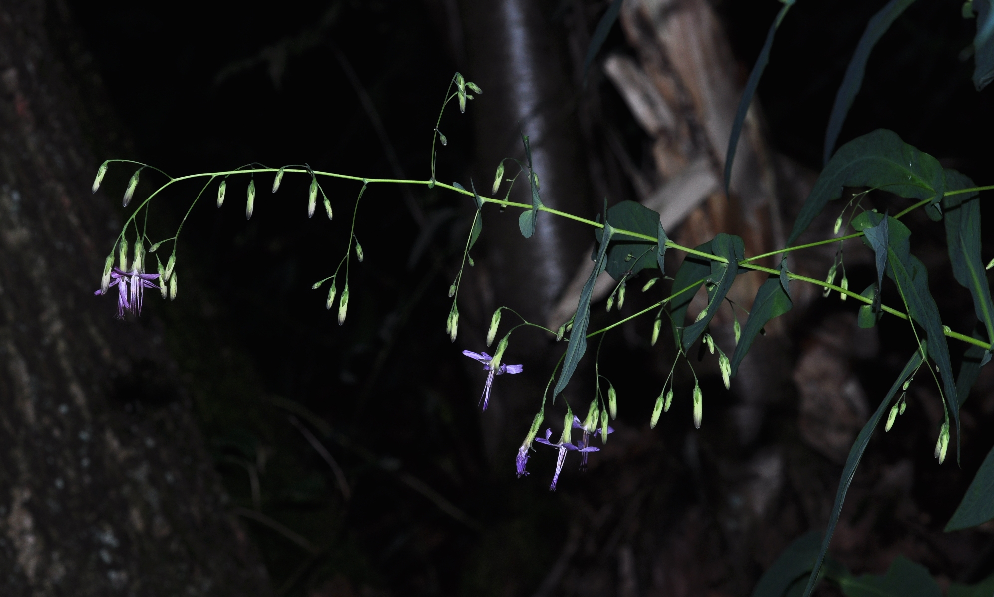 Asteraceae Prenanthes purpurea