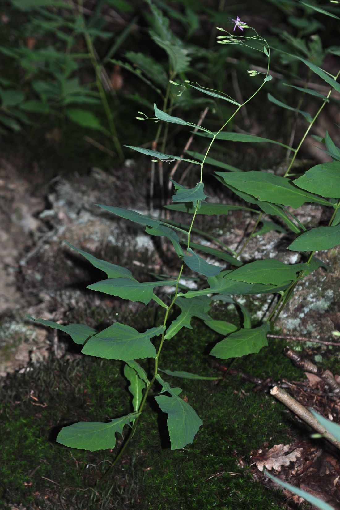 Asteraceae Prenanthes purpurea