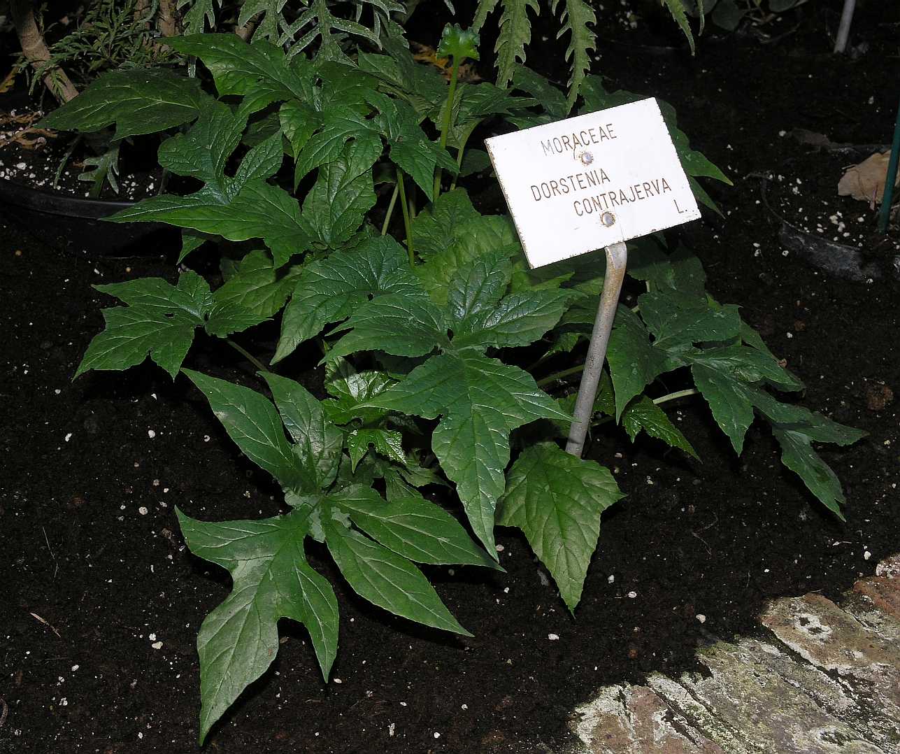 Moraceae Dorstenia contrajerva