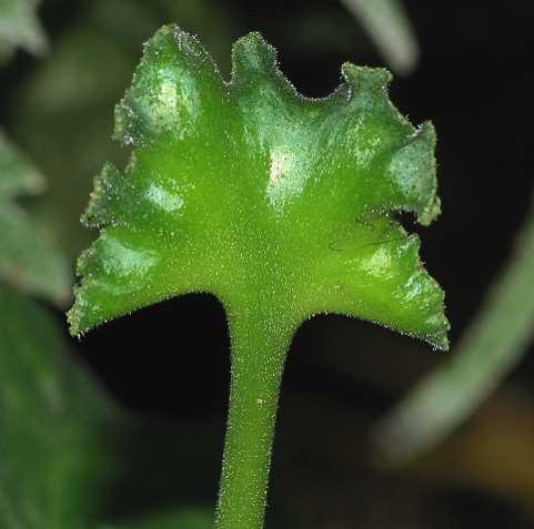 Moraceae Dorstenia contrajerva