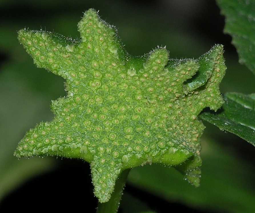 Moraceae Dorstenia contrajerva
