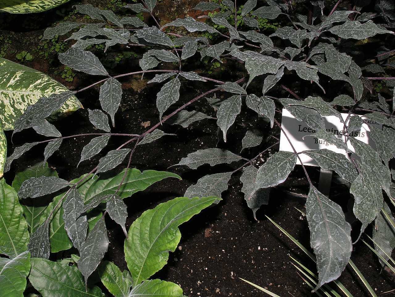 Vitaceae Leea guineensis