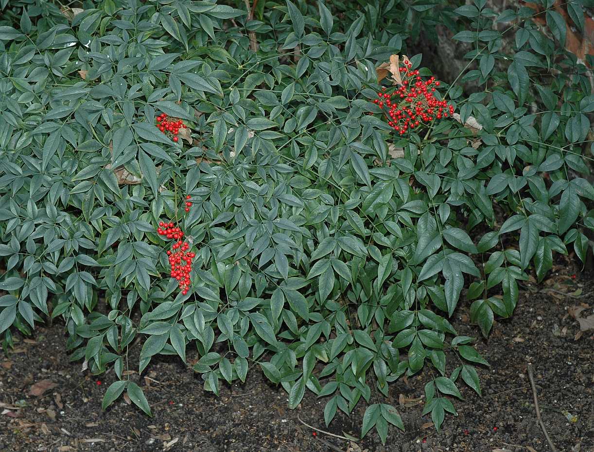 Berberidaceae Nandina domestica