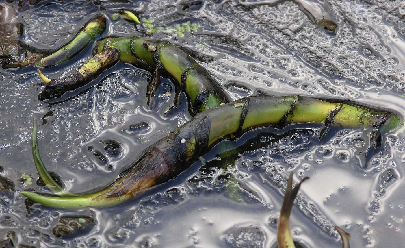 Araceae Calla palustris